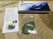セイロンベンケイソウ