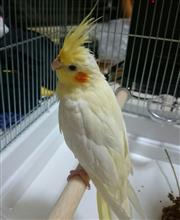 新しい家族