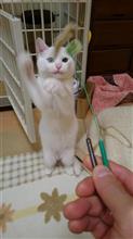 ねこパンチは褒め言葉