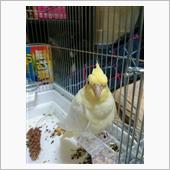 今日のみっく 1