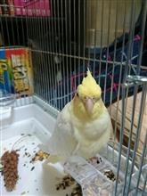 今日のみっく 1