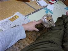 年末マッタリ(*&#180;ω｀)