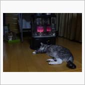 オレのストーブ　復活♪