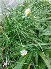 早くも・・・・・ 早くも・・・・・