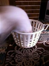 赤を白が凌駕する 赤を白が凌駕する