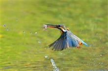今年の鳥撮り納めは、やっぱりN川のカワセミ♪