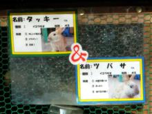 宝登山の小動物園