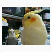 今日のタッピィ&amp;みっく 1