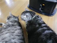 唐草ブラザース♪