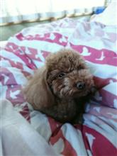 明けましておめでとうございます(^O^)