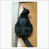 実家のヌコ様