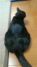 実家のヌコ様