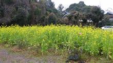 黄色の花 黄色の花