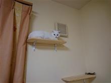 汎用ねこ型決戦地蔵