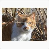1月3日…猫曜日 (=^・^ ...