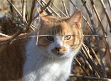 1月3日…猫曜日 (=^・^=)