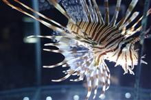 エキスポシティの水族館、触れて楽しめる「ニフレル」へ行ってきた