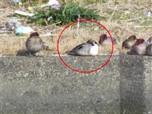 もしかしてオナガガモか? もしかしてオナガガモか?