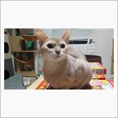 今年も（猫ブログ）頑張ります ...