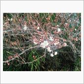 暖かすぎ～
