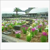 南房総に春の花を探しに。。