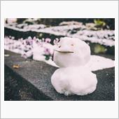 明日は雪