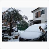 朝から雪かき