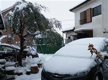 朝から雪かき