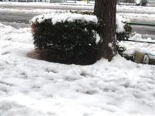 暖冬から、まさかの雪景色！