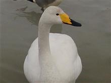 白鳥を見に行く①