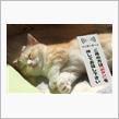 無理を通せば道理が…
