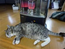 お外は寒いのかニャ～