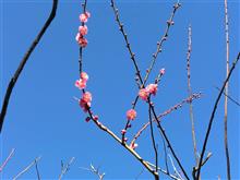 春、遠からじ