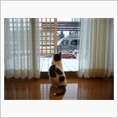 今シーズン二度目の積雪