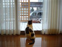 今シーズン二度目の積雪