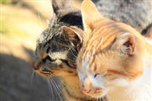 可愛い系の猫