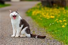 猫バンバン