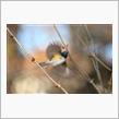 先週の鳥撮り散歩