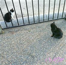 Project猫バンバン｡｡｡(^□^;)