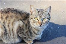 漁港のキジトラ小猫