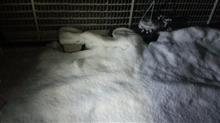 １月２９日、オヤスミなさーい、ワン。😪