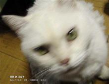 弱ってます 弱ってます