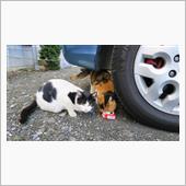 ≪ショートブログ≫ 猫にゃー ...