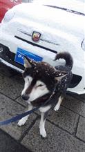 擬態っ！？＠Abarth.....