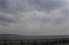 若洲海浜公園