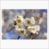リソル生命の森