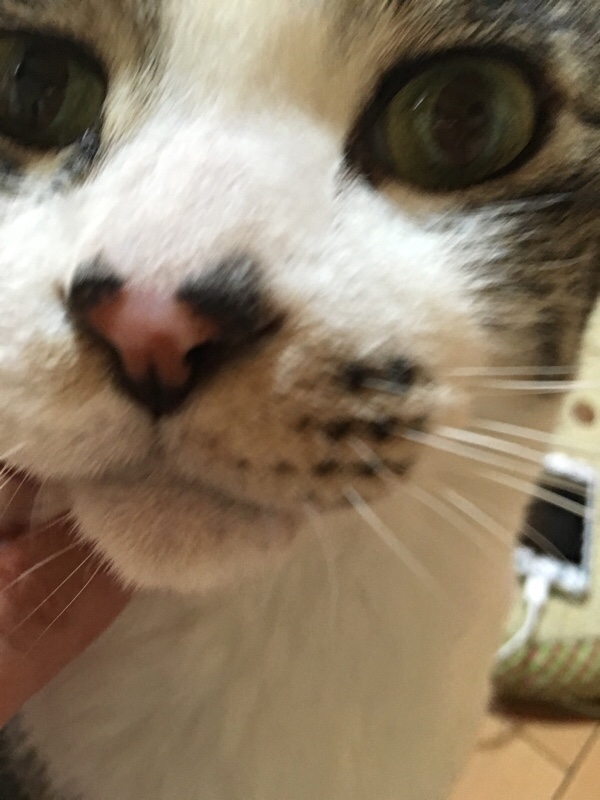おうちでねこあつめ おうちでねこあつめ その他 まとめ みんカラ 車 自動車sns ブログ パーツ 燃費 整備