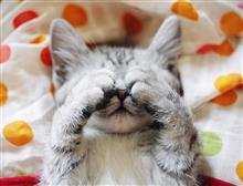 猫　の　　かくれんぼ　～　♪