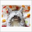 猫　の　　かくれんぼ　～　♪