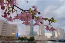 5年目の車検&横浜の河津桜 5年目の車検&横浜の河津桜